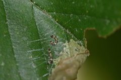 Drepana arcuata