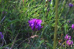 Astragalus onobrychis