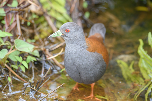 Black-tailed Crake (Zapornia bicolor), photo 5