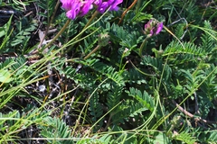 Astragalus onobrychis