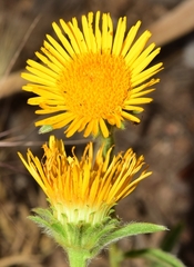 Pentanema montanum