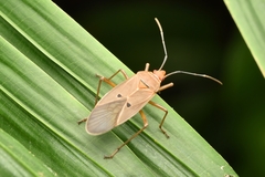 Dysdercus bimaculatus