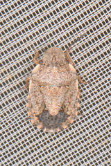 Sciocoris sideritidis
