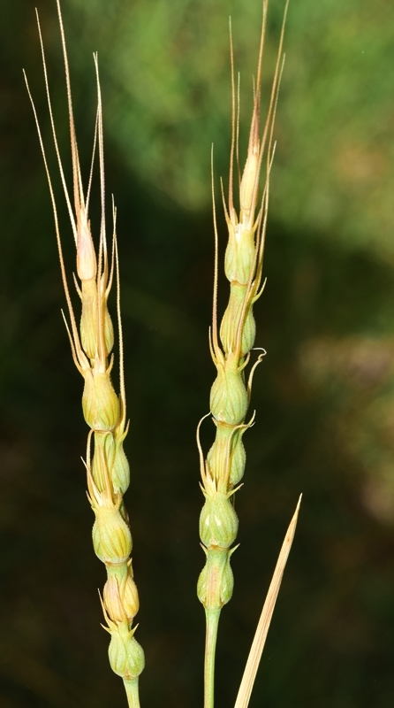 Aegilops ventricosa