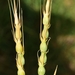 Swollen Goatgrass - Photo (c) faluke, some rights reserved (CC BY-NC), uploaded by faluke