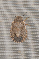 Sciocoris sideritidis