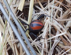 Latrodectus renivulvatus