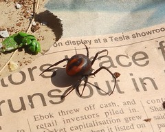 Latrodectus renivulvatus