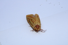 Hepialus humuli