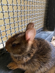 Sylvilagus gabbi
