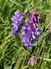 Vicia cracca