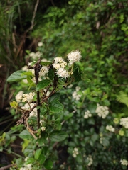 Viburnum fordiae