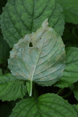 Pucciniastrum circaeae
