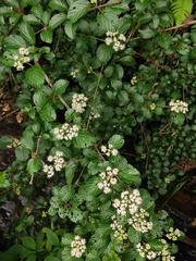 Viburnum fordiae