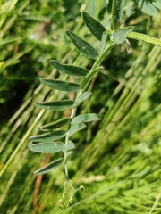 Vicia cracca