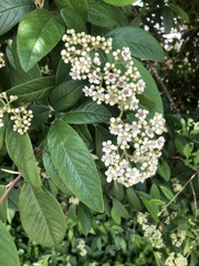 Cotoneaster × watereri