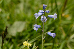 Brimeura amethystina