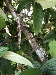 Cotoneaster × watereri