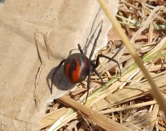 Latrodectus renivulvatus