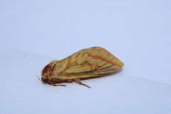 Hepialus humuli