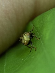 Clastoptera achatina