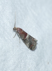 Acrobasis marmorea