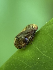 Clastoptera achatina