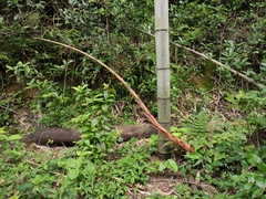 Phyllostachys edulis