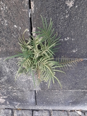 Pteris vittata