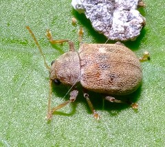 Demotina modesta
