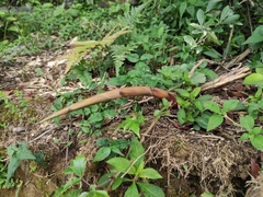 Phyllostachys edulis