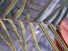 Pteris vittata