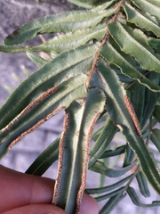 Pteris vittata