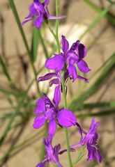 Consolida orientalis