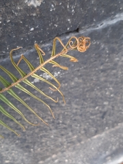 Pteris vittata