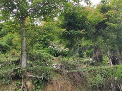 Viburnum fordiae
