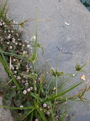 Cyperus