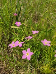 Sabatia campestris