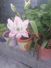 Hippeastrum reticulatum