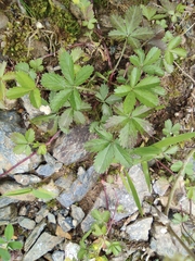 Potentilla kleiniana