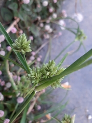 Cyperus