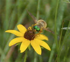 Esenbeckia