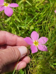 Sabatia campestris