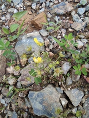 Potentilla kleiniana
