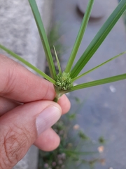 Cyperus