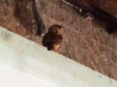 Glaucidium brasilianum