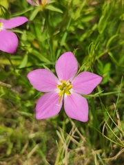Sabatia campestris