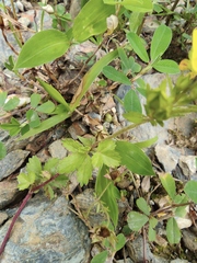 Potentilla kleiniana