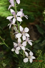 Consolida orientalis