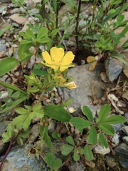 Potentilla kleiniana